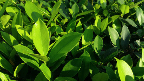 Full frame shot of plants