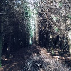 Trees along road