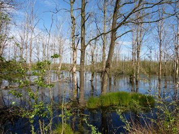 Scenic view of lake in forest