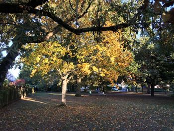 Trees in city during autumn