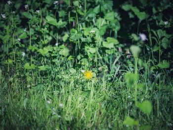 Flowering plants on field