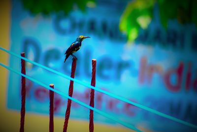 Close-up of bird perching on metal