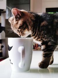 Close-up of a cat drinking glass on table