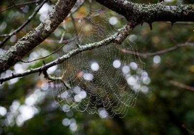 Close-up of wet spider web on branch