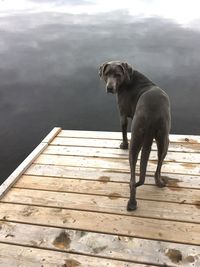 Dog standing on pier over lake