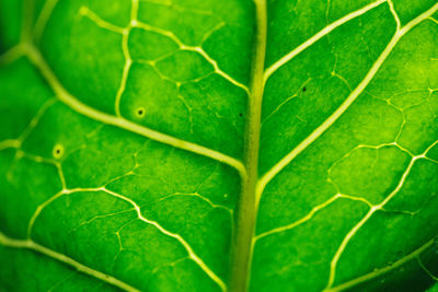 Full frame shot of leaf