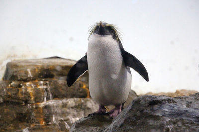 View of a bird on rock