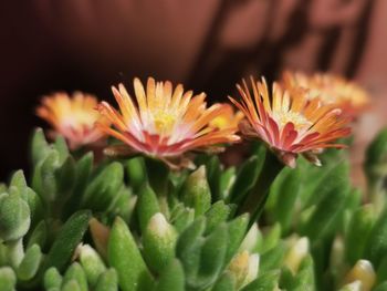 Close-up of orange flowering plant