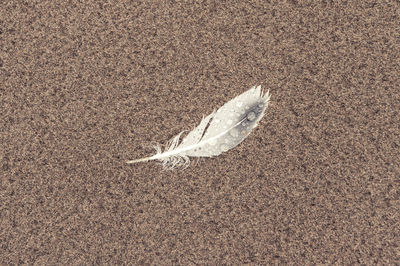 High angle view of a bird on sand