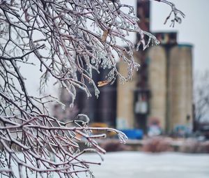 Close-up of bare tree against building in city