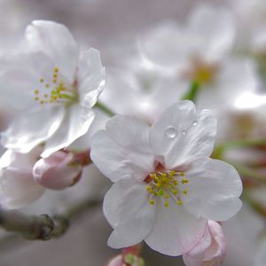 Close-up of flowers on tree