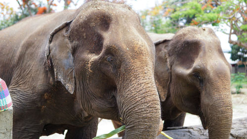 Close up of an elephant in elephant care sanctuary, mae tang, chiang mai province, thailand.