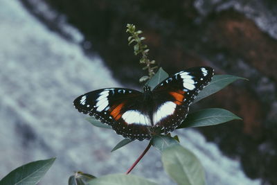 Close-up of butterfly pollinating flower