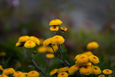 Close-up of yellow flowering plant on field