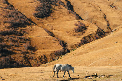 Horse is eating dried yellow grass on the hill with mountain in the background.
