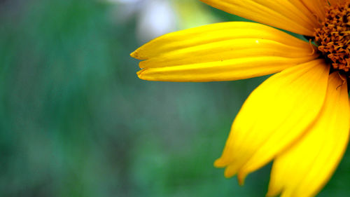 Close-up of yellow day lily blooming outdoors