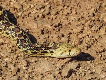 A bull snake in texas looking for a meal