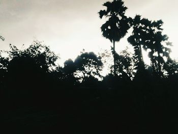 Low angle view of silhouette trees against sky at sunset