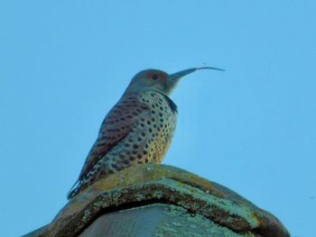 Low angle view of bird