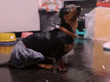 Dog looking away while standing on floor at home