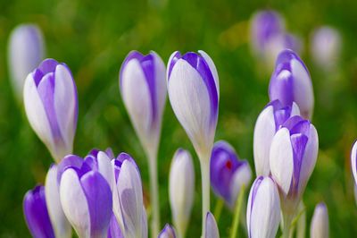 Close-up of purple flowers