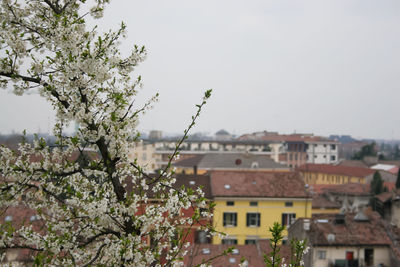 Cherry blossom tree by buildings against sky