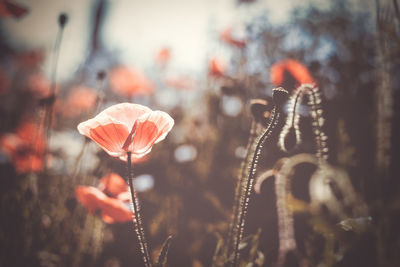 Close-up of flowering plants on field