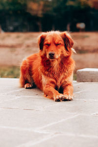 Portrait of dog relaxing on footpath