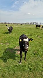 Cows grazing in pasture