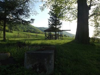 Trees on grassy field