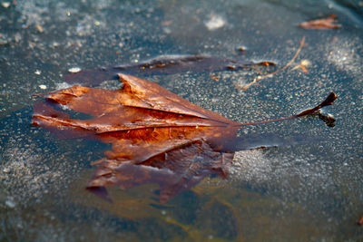 Close-up of leaves in water