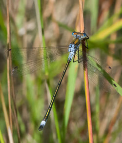 Close-up of damselfly on leaf