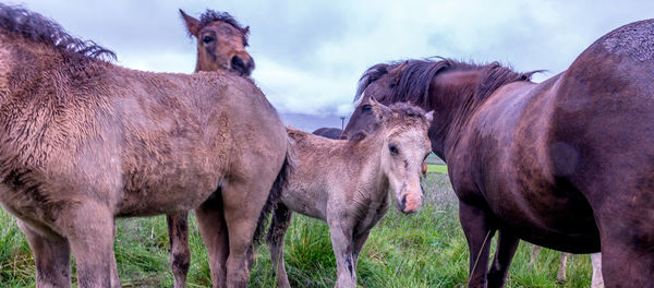 Horses in a field