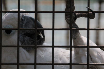 Close-up of horse in cage at zoo