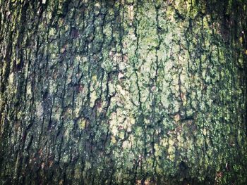 Full frame shot of tree trunk