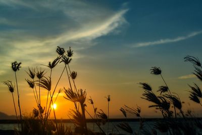 Silhouette plants against sky during sunset