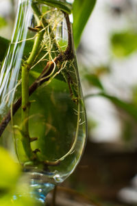 Close-up of plant