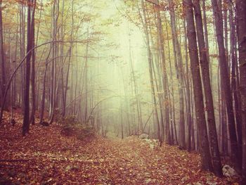 Trees in forest