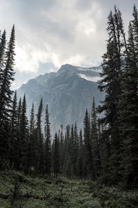 Scenic view of forest against sky