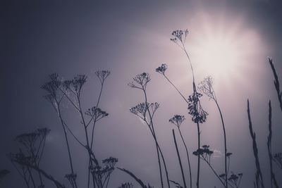 Low angle view of silhouette plants against sunset sky