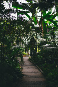 Palm trees against plants