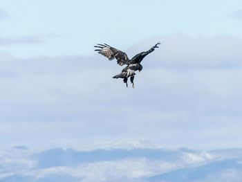 Low angle view of eagle flying in sky