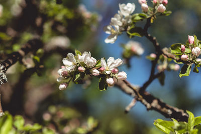 Close-up of cherry blossoms on tree