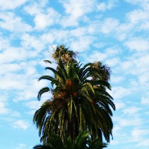 Low angle view of palm tree against sky