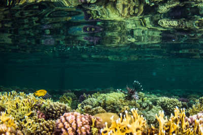 Close-up of coral swimming in sea