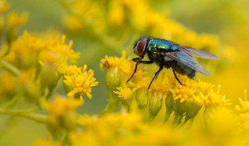 Close-up of insect on yellow flower