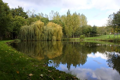 Weeping willows, lake, reflection in the water, autumn collection.