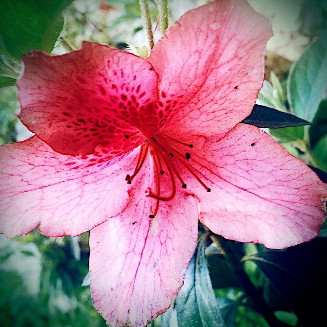 CLOSE-UP OF PINK ROSE