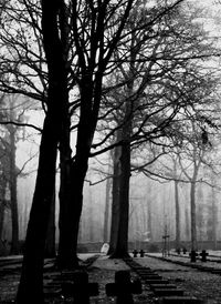 Bare trees in park during winter