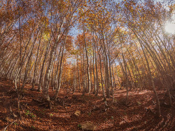 Trees in forest during autumn